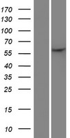 MMP27 Human Over-expression Lysate