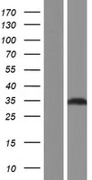 GOLPH3 Human Over-expression Lysate