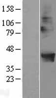 POPDC2 Human Over-expression Lysate