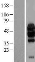 GI24 (C10orf54) Human Over-expression Lysate