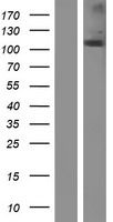 CARD15 (NOD2) Human Over-expression Lysate