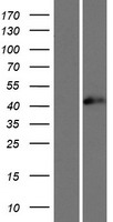 TIA1 Human Over-expression Lysate