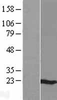 MS4A6A Human Over-expression Lysate