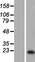 MAL Human Over-expression Lysate