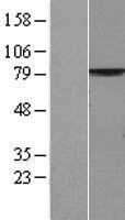 PALS1 Human Over-expression Lysate