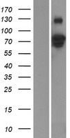 ZNF336 (GZF1) Human Over-expression Lysate