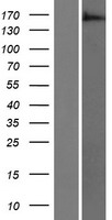 ARAP3 Human Over-expression Lysate