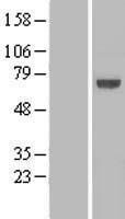 KLHL25 Human Over-expression Lysate
