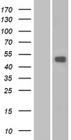 MMP16 Human Over-expression Lysate