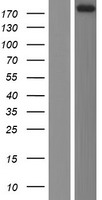 Tensin 1 (TNS1) Human Over-expression Lysate