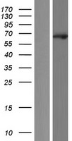 EBF2 Human Over-expression Lysate
