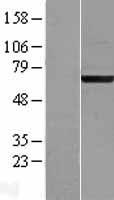 ACBD3 Human Over-expression Lysate