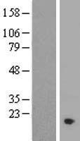 C11orf1 Human Over-expression Lysate