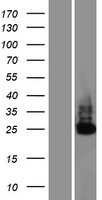 ILRUN Human Over-expression Lysate