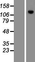 MPHOSPH9 Human Over-expression Lysate