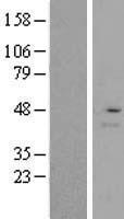 RMND5A Human Over-expression Lysate