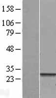 FNDC4 Human Over-expression Lysate
