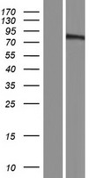 NIBAN2 Human Over-expression Lysate