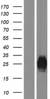 PLA2G2F Human Over-expression Lysate