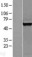 RSRC2 Human Over-expression Lysate