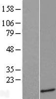 STAG3L4 Human Over-expression Lysate