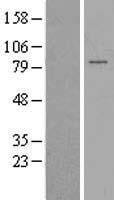 PAPOLG Human Over-expression Lysate