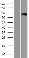 CTIP1 (BCL11A) Human Over-expression Lysate