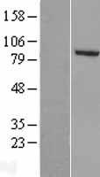 PHACTR4 Human Over-expression Lysate