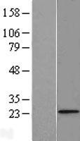 FUNDC2 Human Over-expression Lysate