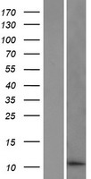 DDA1 Human Over-expression Lysate