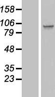 SPATA5L1 Human Over-expression Lysate
