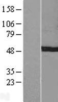 C7orf25 Human Over-expression Lysate