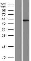 METTL22 Human Over-expression Lysate
