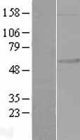 FKRP Human Over-expression Lysate