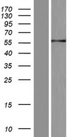 IRX6 Human Over-expression Lysate