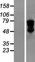 DDX4 Human Over-expression Lysate