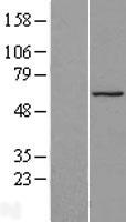 HAUS3 Human Over-expression Lysate