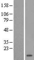 SNRNP25 Human Over-expression Lysate