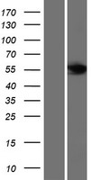 FBXL6 Human Over-expression Lysate