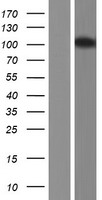 MAP7D3 Human Over-expression Lysate