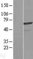 ZNF329 Human Over-expression Lysate