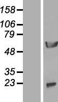 NPEPL1 Human Over-expression Lysate