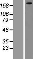 LRRK1 Human Over-expression Lysate