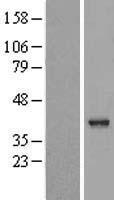 VASH2 Human Over-expression Lysate