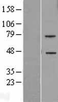 TREML2 Human Over-expression Lysate