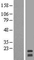RNF122 Human Over-expression Lysate