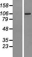 AGBL2 Human Over-expression Lysate