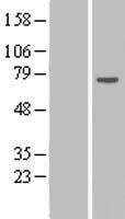 RPAP2 Human Over-expression Lysate