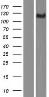 THSD4 Human Over-expression Lysate