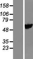 PYROXD1 Human Over-expression Lysate